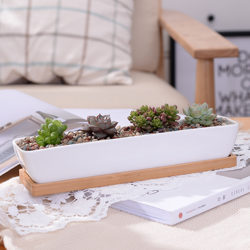 Desk Setup Plants - Long Rectangle White Ceramic Succulent Planter