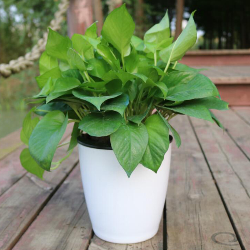 Lazy Flower Automatic Pot Flow - огляд і ціна Desk Setup Plants